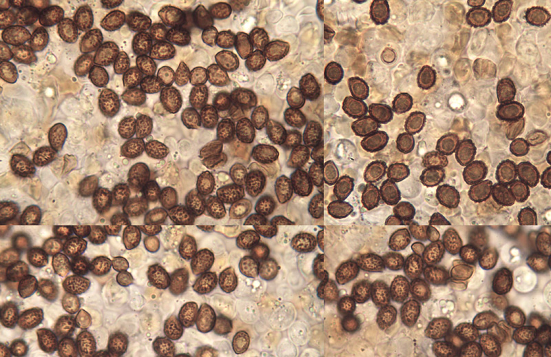 Cortinarius hinnuleus spores Cortinarius hinnuleus